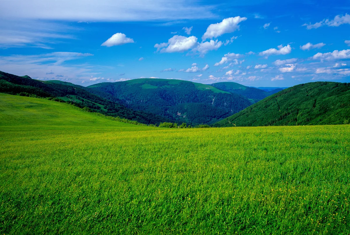 Tech Giants Expand Nature-Based Carbon Removal Push with New Climate Deals