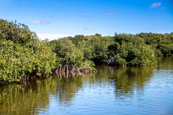 Corporate Push Helps Protect India’s Mangrove Ecosystems